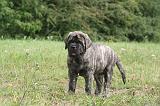 MASTIFF 008